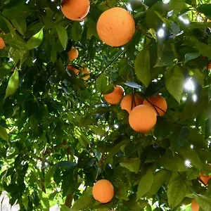 Il Giardino Delle Zagare - Miniappartamento Tra Etna E Mare Appartamento Riposto